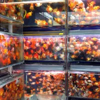 فروش ماهی عید امسال را با ما تجربه کنید