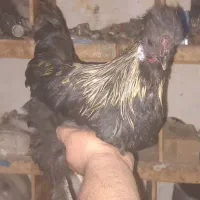 خروس نیمچه سیاه|حیوانات مزرعه|جلفا, |دیوار