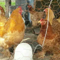 جوجه مرغی(گلین وبرهماوکوشین وآیسباروآمروک ومحلی و)