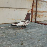 بهبونی|پرنده|شیراز, شریف‌آباد|دیوار