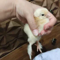 جوجه نژاد دار فقط50 هزار