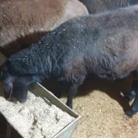 شیسک نرداشتی برانری