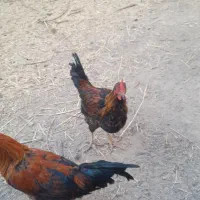 خرس‌|پرنده|پیر بکران, |دیوار