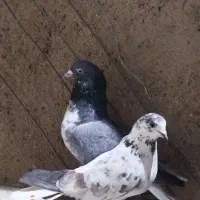 کبوتر کلاغی دم سفید