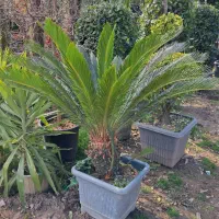 فروش گیاه سیکاس|خدمات باغبانی و درختکاری|اصفهان, بهارستان|دیوار