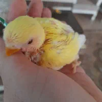 جوجه سرلاکی طوطی برزیلی