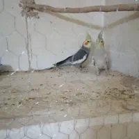 عروس هلندی مولد|پرنده|کرمان, |دیوار