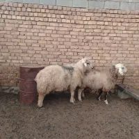 قوچ|حیوانات مزرعه|سمیرم, |دیوار