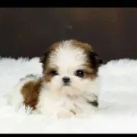 واگذاری تای پت واگذاری تای مالتیز|سگ|صدرا-فارس, فاز ۱|دیوار