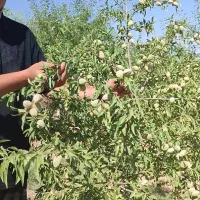 بادام گلدانی باردار دیر گل مقاوم به سرما|خدمات باغبانی و درختکاری|سراب, |دیوار