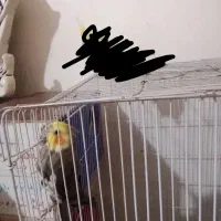 عروس هلندی همراه جوجه وتخم