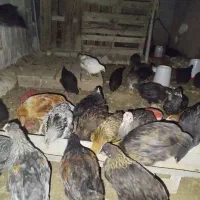 جوجه مرغ وخروس  محلی محلی