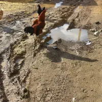 خروس لاری|حیوانات مزرعه|امام, |دیوار