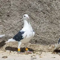 کفتر نر پرشی