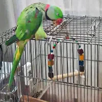 شاه طوطی اسکندر|پرنده|جهرم, |دیوار
