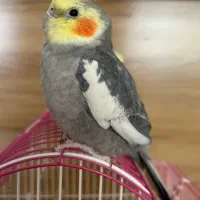 عروس هلندی سخنگو و دستی