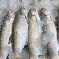 ماهی قزل آزاد دریایی|ماهی|تفت, |دیوار