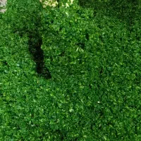 سبزی اماده|خوردنی و آشامیدنی|مشهد, امیر آباد|دیوار