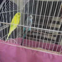 مرغ عشق جفت