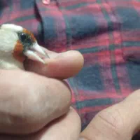 سهره (ماده) روبه مستی|پرنده|قروه, |دیوار