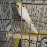 عروس هلندی شاه طوطی قفس پرنده.خریدار پرنده|پرنده|کرج, حصارک بالا|دیوار