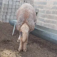 بره قوچی|حیوانات مزرعه|انبارآلوم, |دیوار