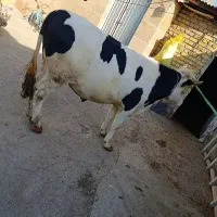 گاو نر سیمینتال