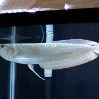 اروانا سیلور