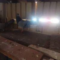 پرنده|پرنده|آباده, |دیوار