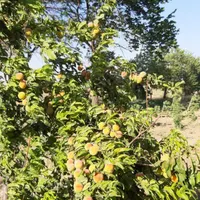 فروش باغ تاکستان قزوین ۸۳۲۰ متری|فروش زمین و ملک کلنگی|تهران, دریاچه شهدای خلیج فارس|دیوار