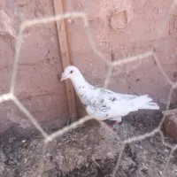 کفتر|پرنده|نیشابور, فضل|دیوار