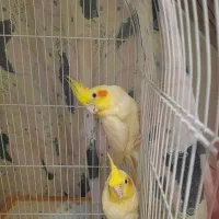 عروس هلندی لوتینو جفت