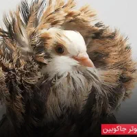 کبوتر کل دم سبز