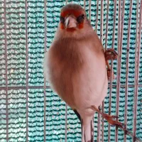 سهره سقا ماده متولد قفس|پرنده|کرمان, |دیوار