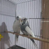 معاوضه کبوتر قناری مرغ عشق انگلیسی طوطی برزیلی