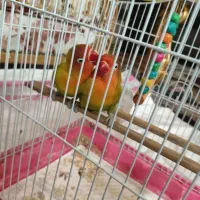 یک جفت  طوطی برزیلی آماده جوجه کشی