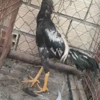 جوجه خروس|حیوانات مزرعه|بندرعباس, |دیوار