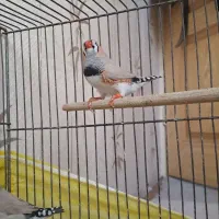 فنچ کینگ انگلیسی اروپایی