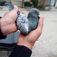 کفتر سرعتی پلاکی ماده