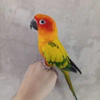 طوطی خورشیدی رام|پرنده|قائم‌شهر, |دیوار