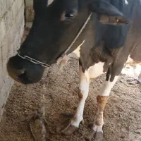 گاوشیری باگوساله نر خارجی|حیوانات مزرعه|زابل, |دیوار