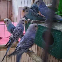 مرغ عشق|پرنده|گلستان (تهران), |دیوار