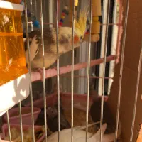 خانواده ۵نفره عروس هلندی|پرنده|تاکستان, |دیوار