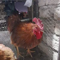 خروس رسمی جوان