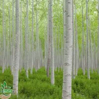 ارائه نهال صنوبر یکساله و دوساله ۲ متری|خدمات باغبانی و درختکاری|تایباد, |دیوار
