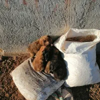 توله سگ|سگ|علویجه - دهق, |دیوار