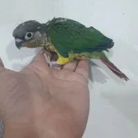 گرینچیک وعروس