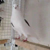 kbotar|پرنده|شهریار, رضی آباد پایین|دیوار