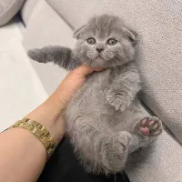 پیشی اسکاتیش رنگ بلو