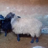 گوسفند نر پرواری